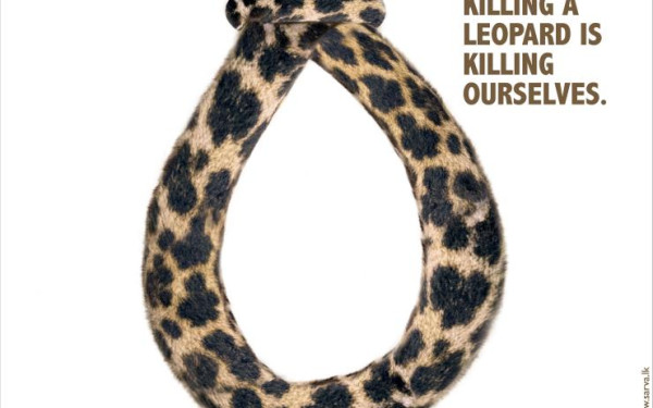 Leopards Day Press AD 4 Thumbnail Image